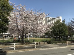 桜の花にあやかって