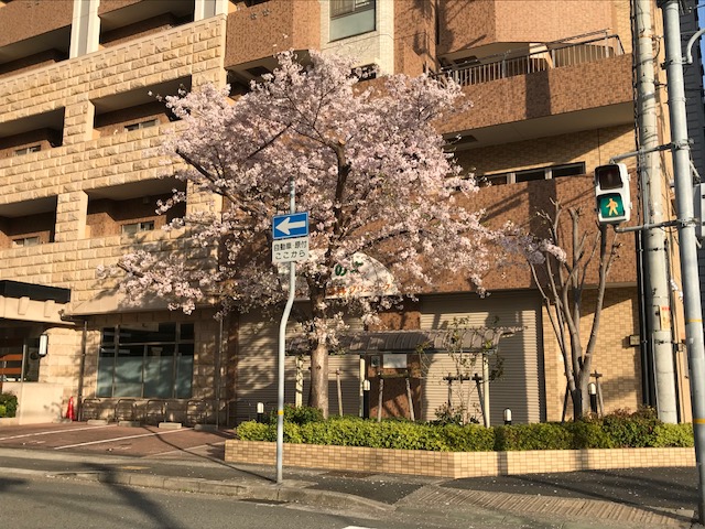 桜