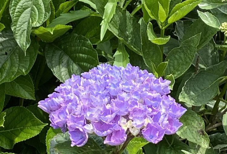 淡路の紫陽花農園『花山水』