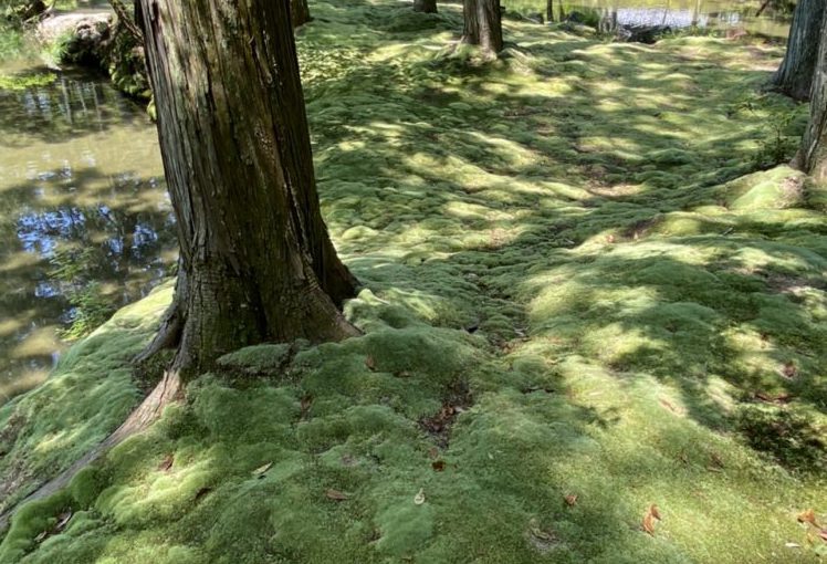 苔寺（西芳寺）の庭園と写経